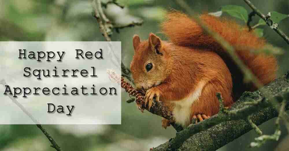 Red Squirrel Appreciation Day!
